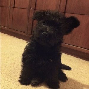 Meet your Posher, Luisa