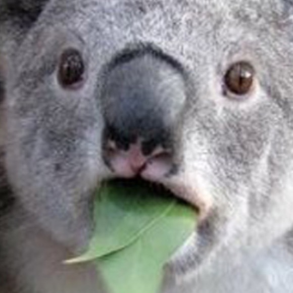 Meet your Posher, Jacob - Picture 1 of 1