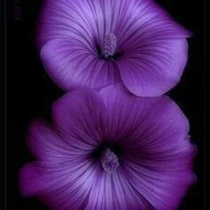 Meet your Posher, Marvin