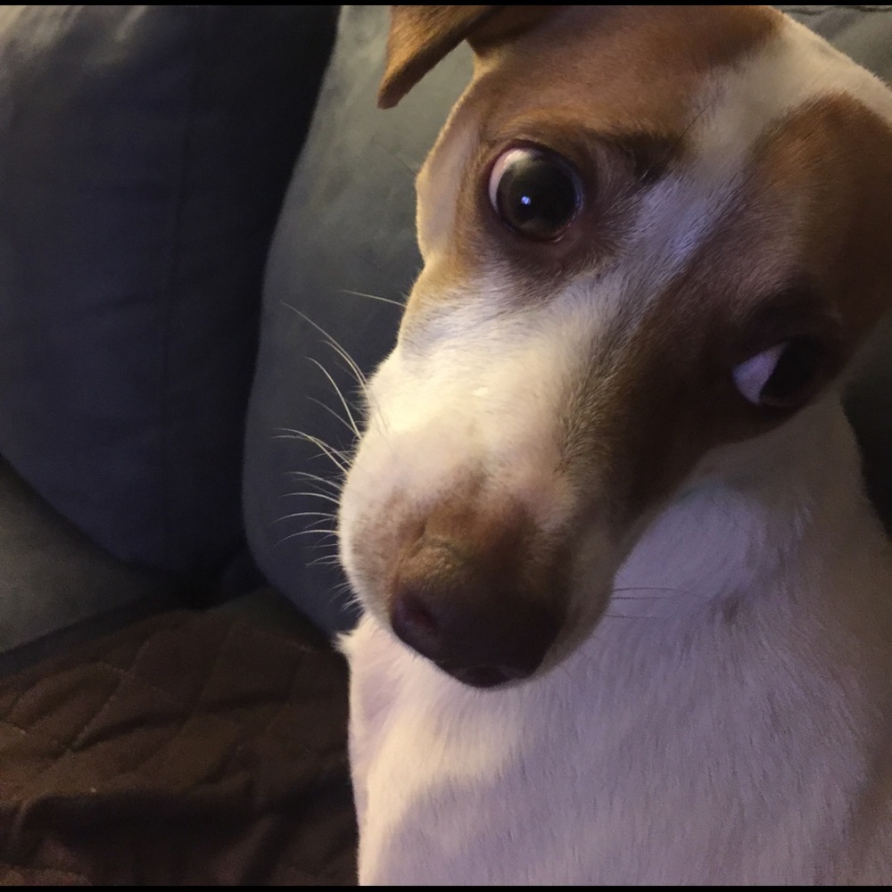 Meet your Posher, Shaunn