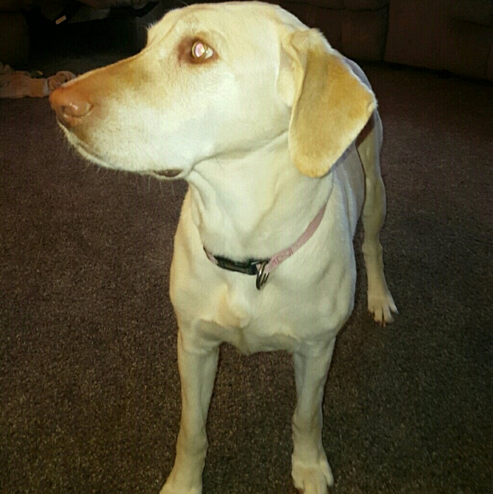 Meet your Posher, Alexis