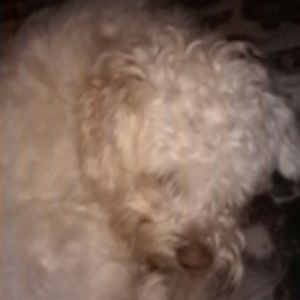 Meet your Posher, Leonor