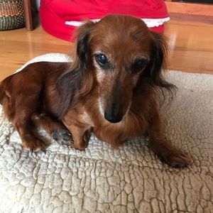 Meet your Posher, Patty