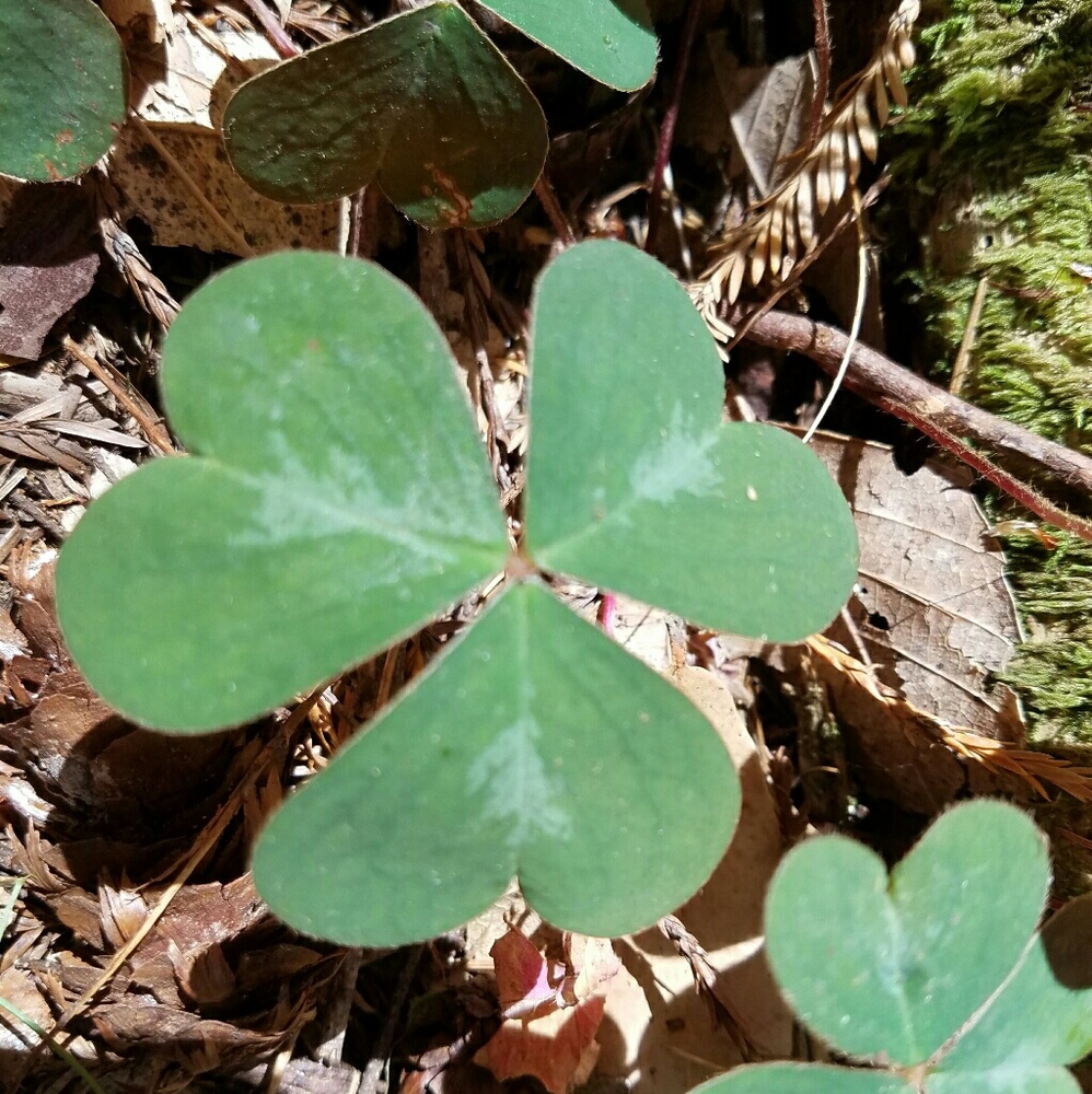 Meet your Posher, Tamera