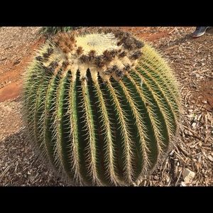 Meet your Posher, Jojo