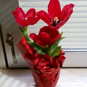 Meet your Posher, Annette