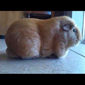 Meet your Posher, Javier