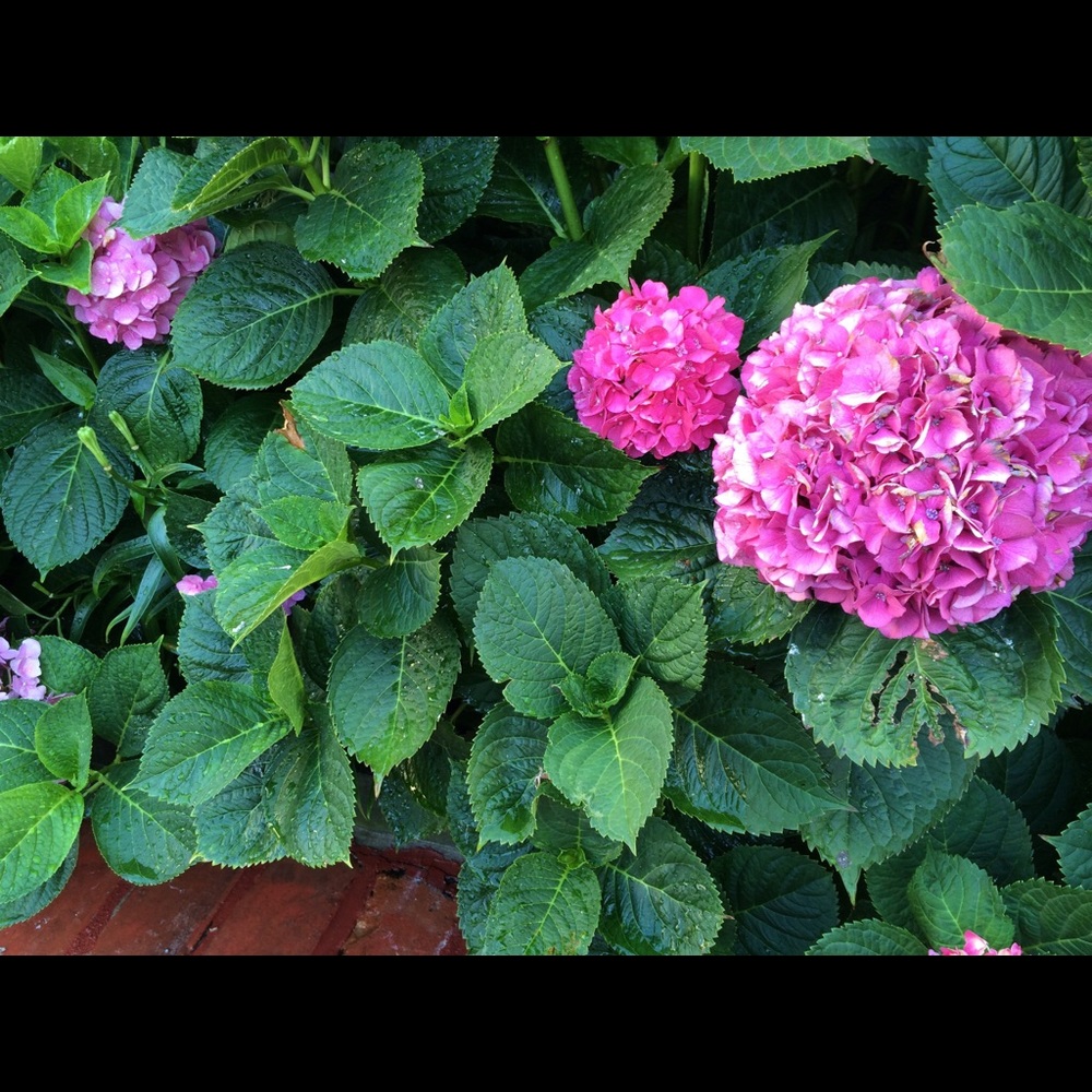 Meet your Posher, Marie