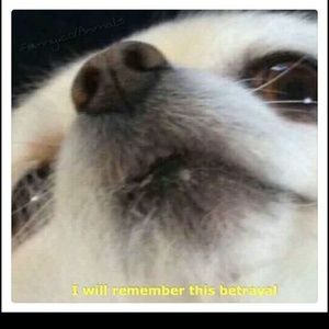 Meet your Posher, Jesus