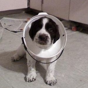 Meet your Posher, Peyton