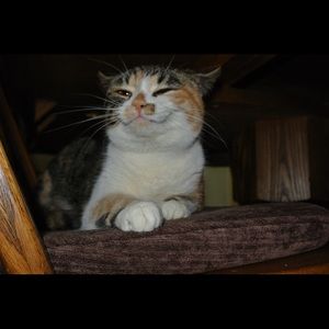 Meet your Posher, Abby