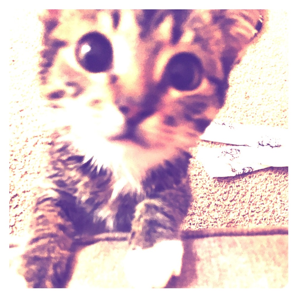 Meet your Posher, Sarah