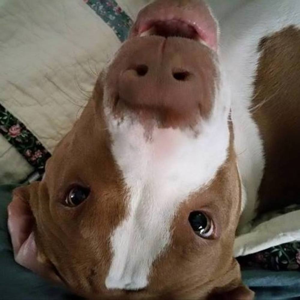 Meet your Posher, Amy