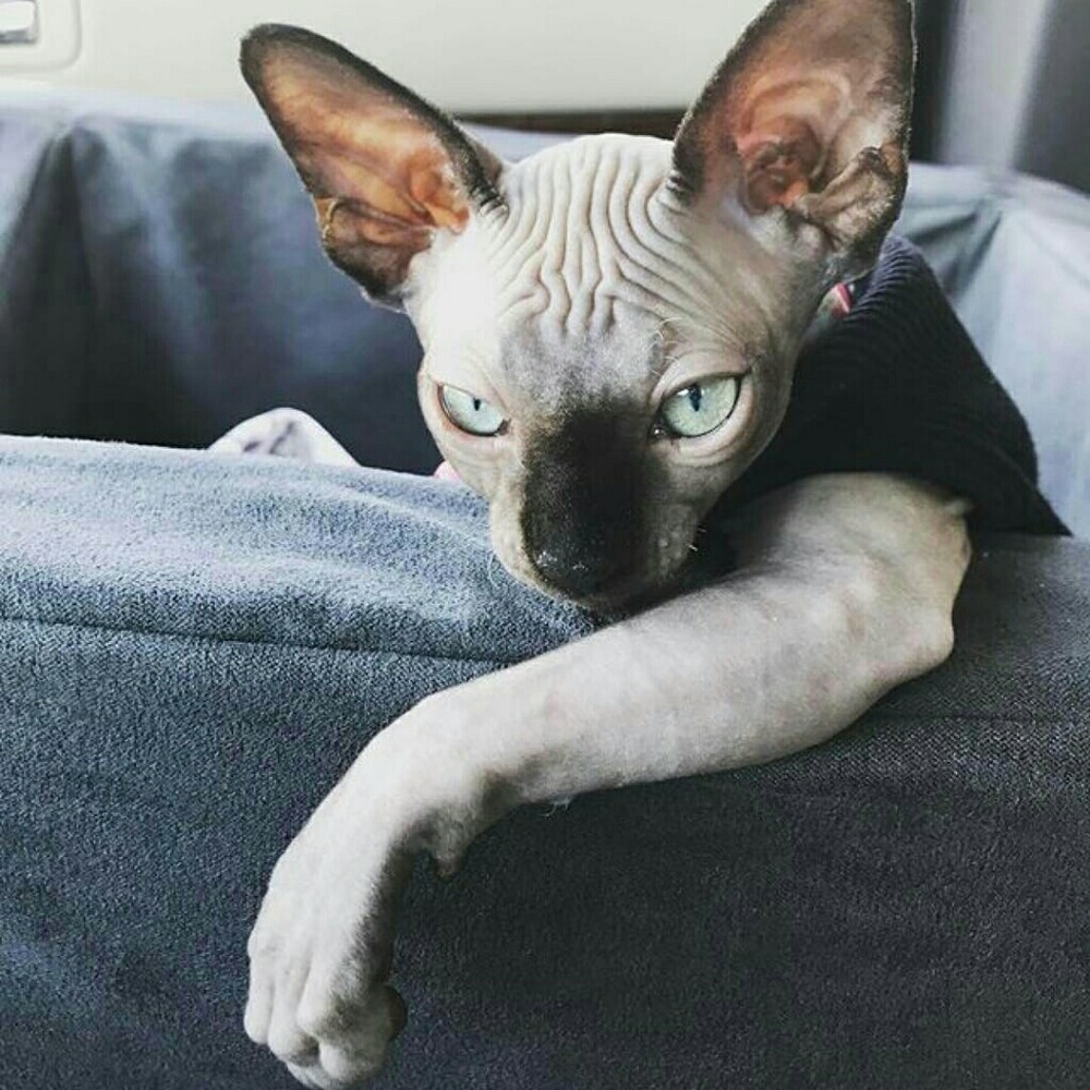 Meet your Posher, Dolores