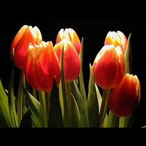 Meet your Posher, M.