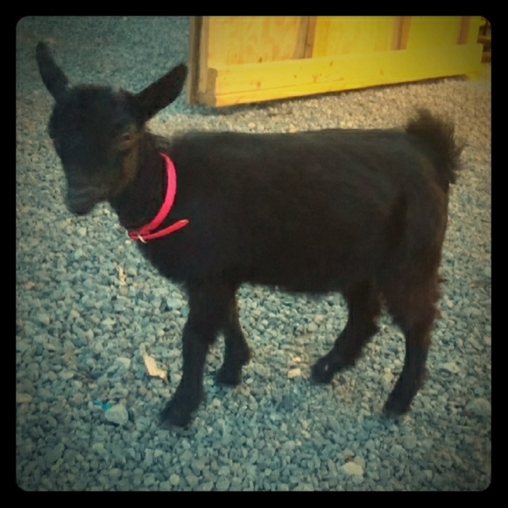 I like offers like I like my goat!