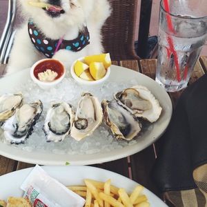 Meet your Posher, Sammy