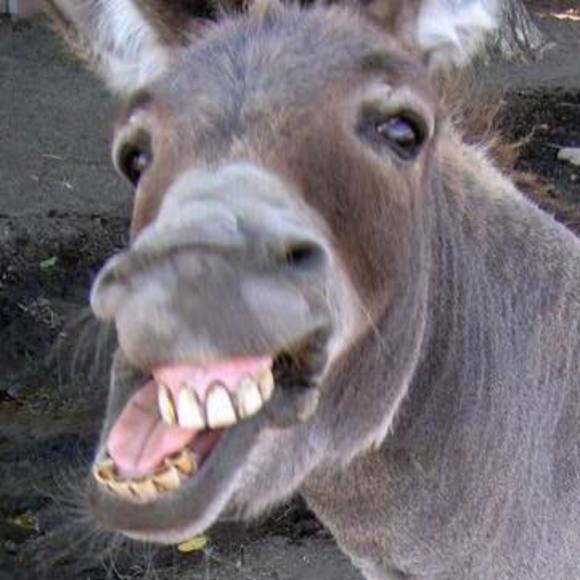 Meet your Posher, Steven - Picture 1 of 1