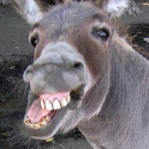 Meet your Posher, Steven