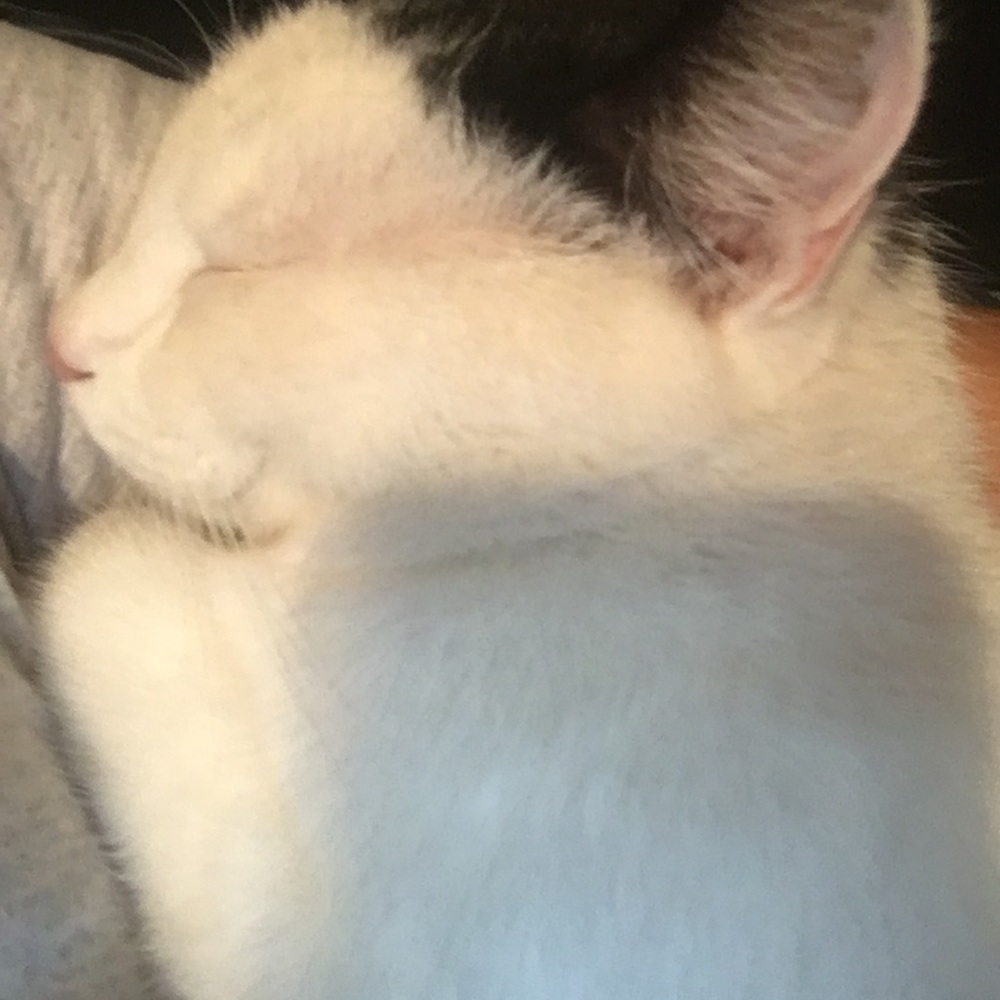 Meet your Posher, Lina