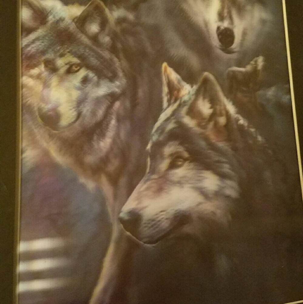 Wolf portrait - Picture 3 of 3