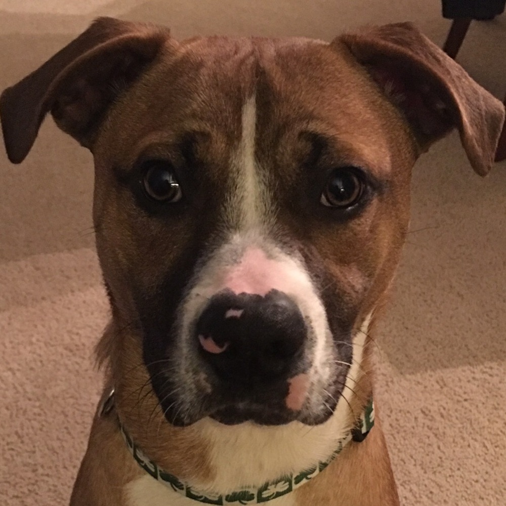 Meet your Posher, Abby