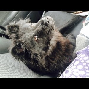 Meet your Posher, Rodney