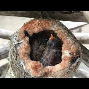 Meet your Posher, Tammy