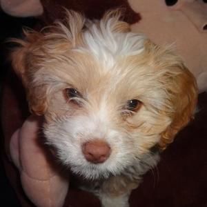 Meet your Posher, Verónica