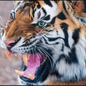 Meet your Posher, Nicholas