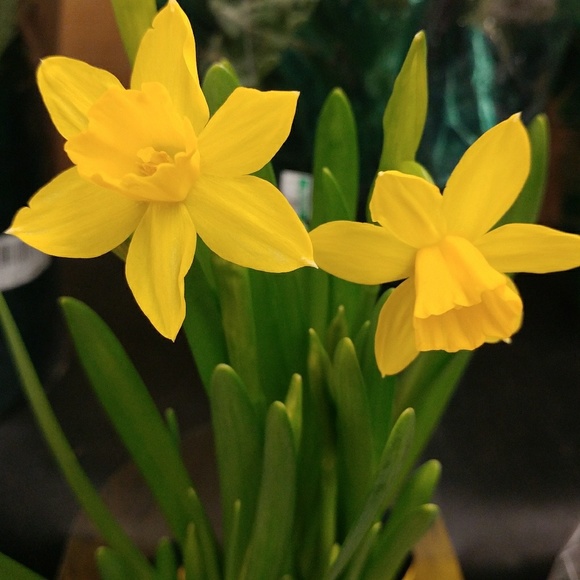 Meet your Posher, Beth. We are smoke and pet free. - Picture 3 of 8