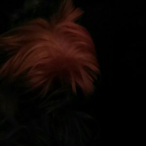 Meet your Posher, Dana