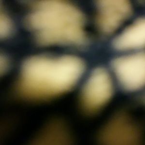 Meet your Posher, Molly