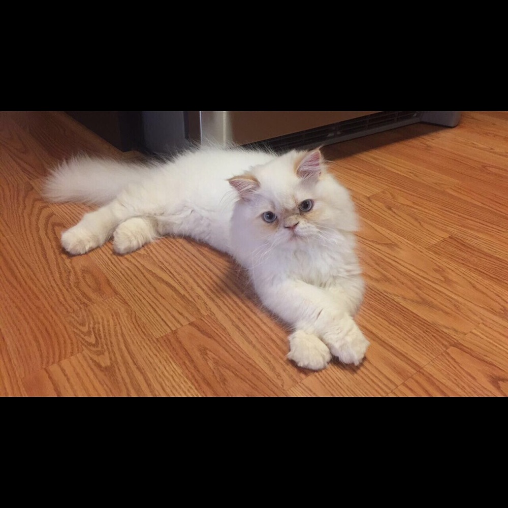 Meet your Posher, Sarah