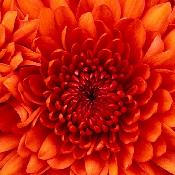 Meet your Posher, Darcy - Picture 1 of 1