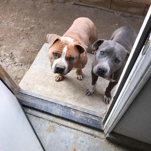 Meet your Posher, Gemini