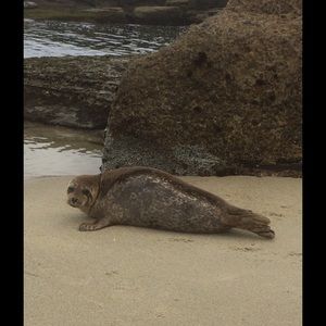 Meet your Posher, Ellen