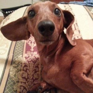 Meet your Posher, Paula