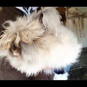 My beautiful babies ❤️🐷🐰