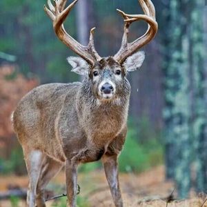 Meet your Posher, Owen