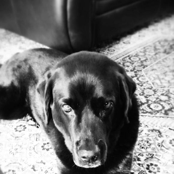 Meet your Posher, Vanessa - Picture 3 of 6