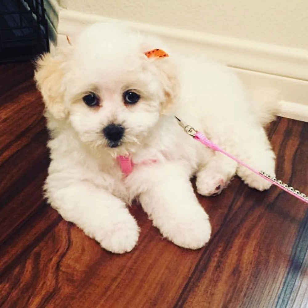 Meet your Posher, Janet