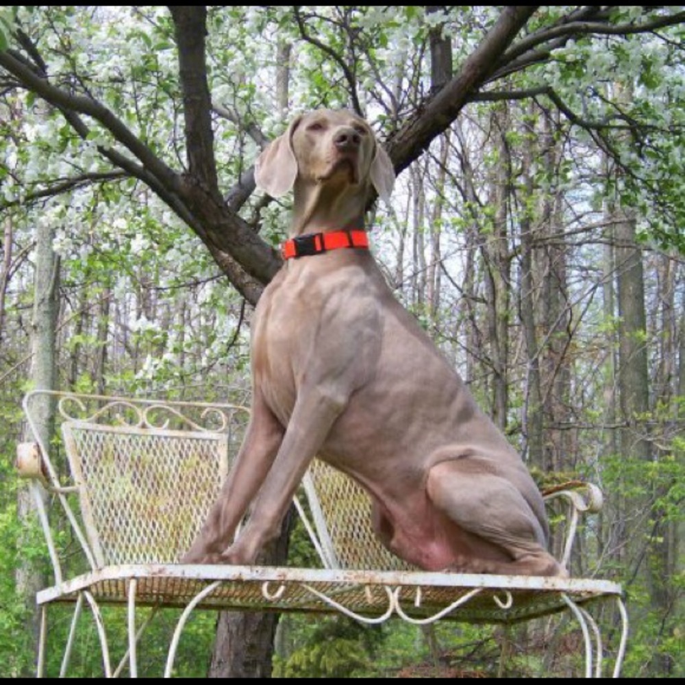 Meet your Posher, Patricia