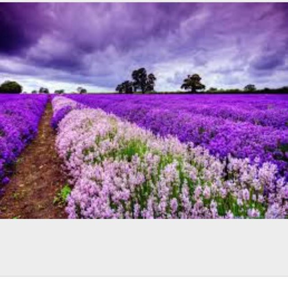 Meet your Posher, Leigh ann