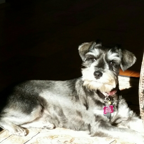 Meet your Posher, Dina - Picture 1 of 1