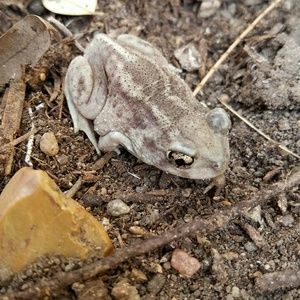 Meet your Posher, Ross