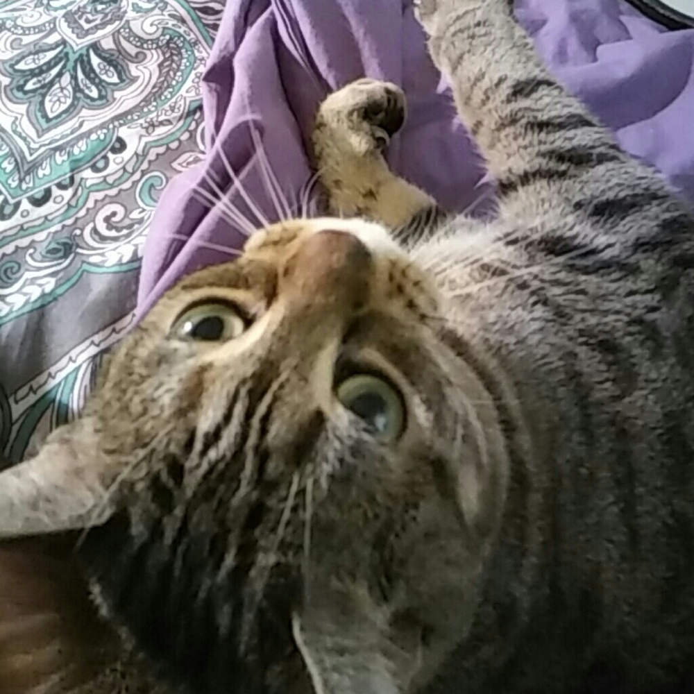 Meet your Posher, Lisa