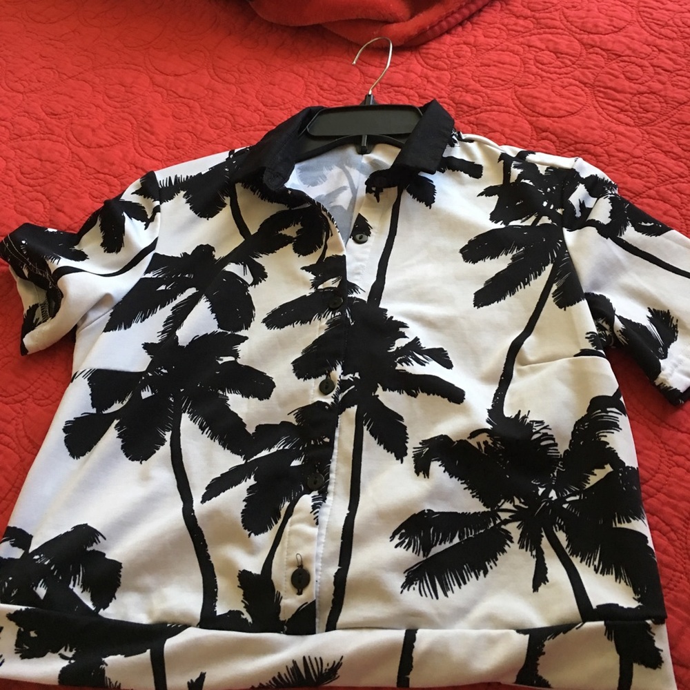 Palm tree top