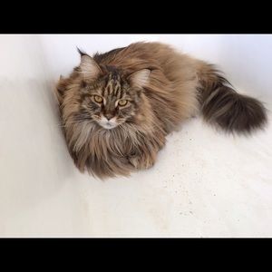 Meet your Posher, Alison