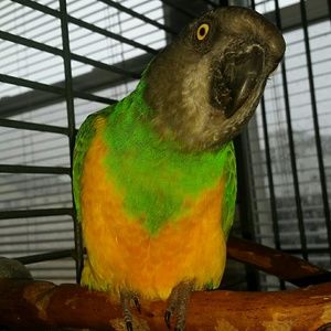 Meet your Posher, Ellen